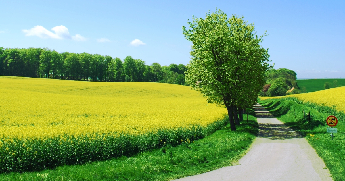 En landsväg kantad av gröna träd löper genom ett böljande landskap med gula rapsfält under en klarblå vårhimmel.